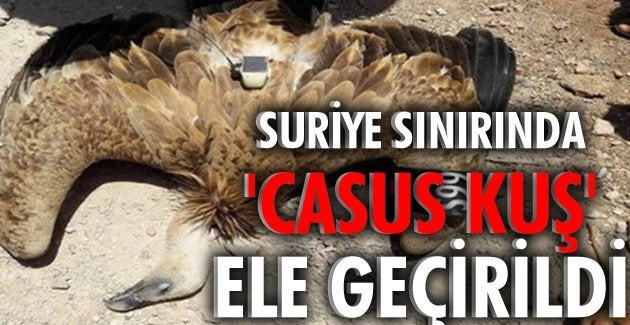 Πουλιά «κατάσκοποι» κατέγραφαν κινήσεις των Τούρκων – Εβλεπαν «live» το τουρκικό στρατόπεδο